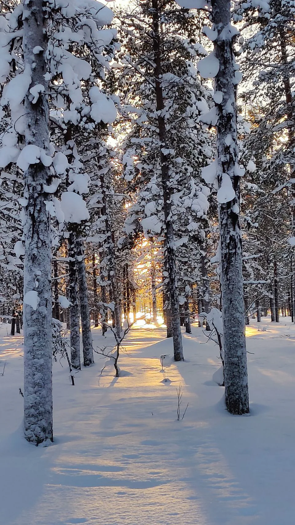 Aurinko valaisee lumista mäntymetsää Ivalossa.