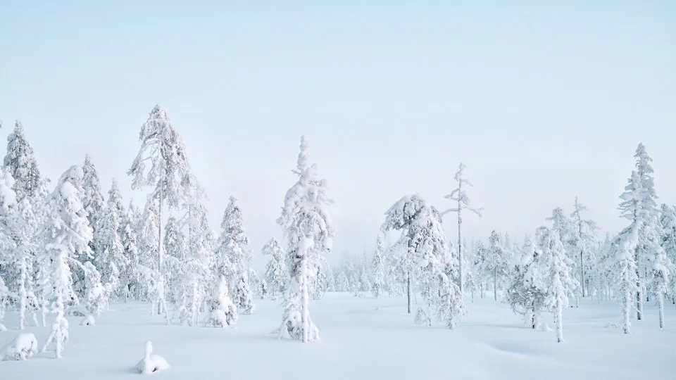 Pohjois-Suomen tykkylumipuita vaaleassa talvivalossa Iso-Syötteellä.