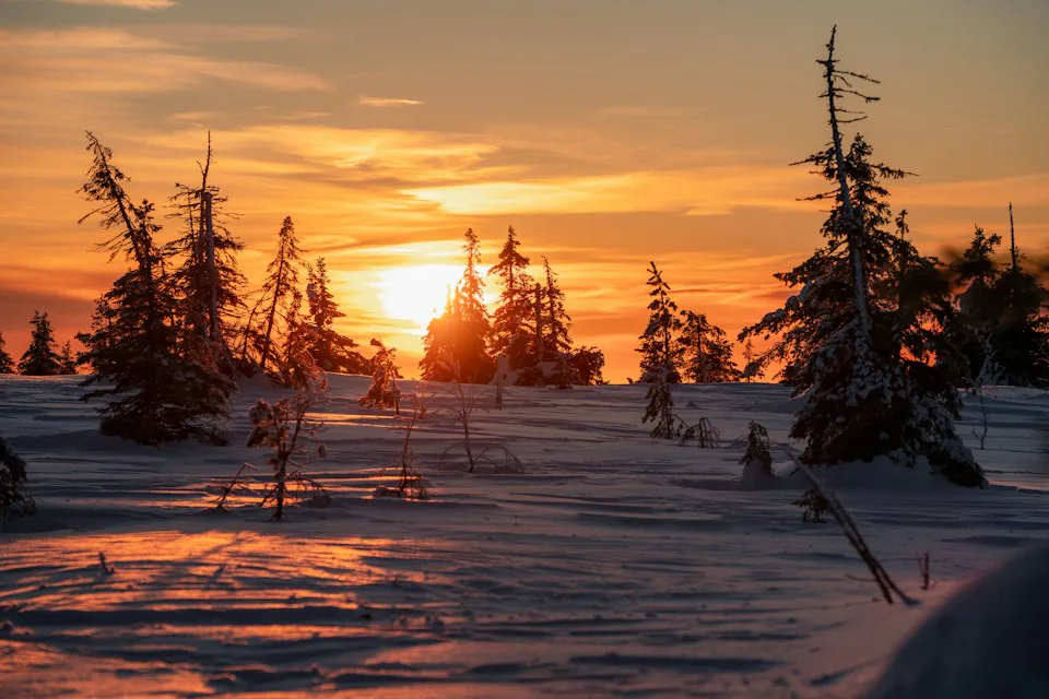 Matala aurinko valaisee lumisia puita Riisitunturin kansallispuistossa.